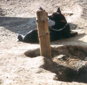 He cannot speak for himself but you can. This dog's picture was taken at the kennel of a leading musher.