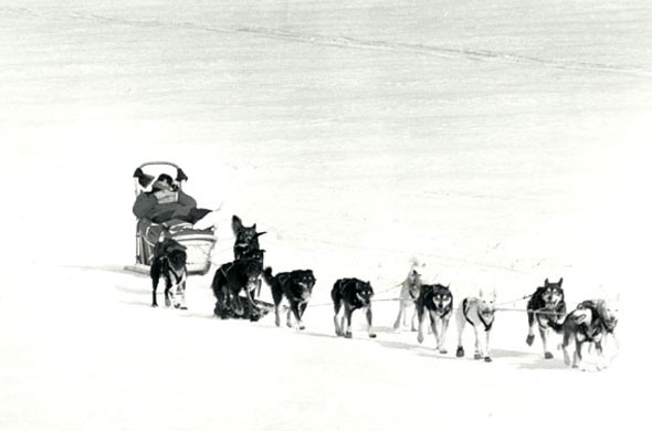 Dragging Sled Dog