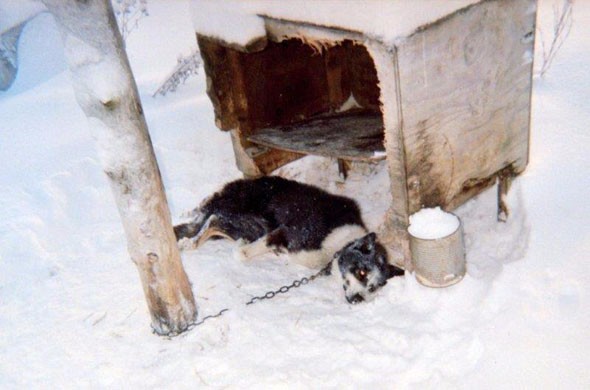 Dead dog chained in the snow